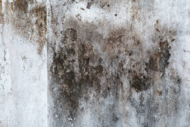 Best Mold Documentation for Insurance Claims  in Tinton Falls, NJ